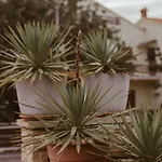 Perla Apartment